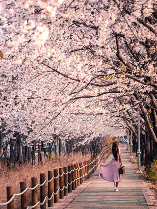 지상 낙원의 봄꽃: 제주도 역대급 벚꽃의 향연 。