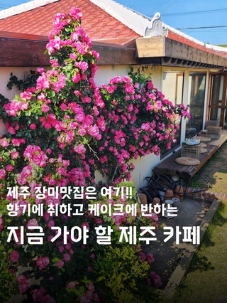제주 장미맛집이라 향기에 취하고, 맛있는 케이크맛집이라 맛에 반하는 지금 가야 할 제주 카페🌹🍰