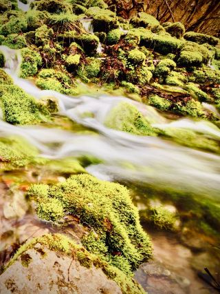 尼諾湖與雷斯托尼卡峽谷松樹環線：科西嘉島1,763米高山草原輕鬆遊記。