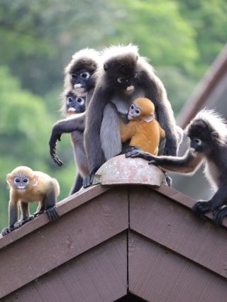 A resort in the middle of the jungle 🏝️🐒 [Club Med Cherating]