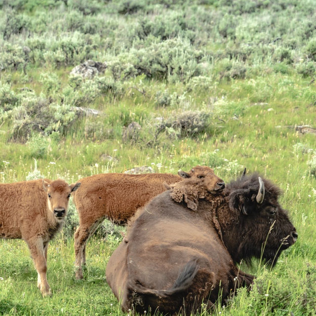 Observing Yellowstone National Park's Wildlife