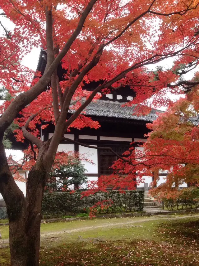 11월 단풍 명소 추천: 교토 단풍, 나라 사슴, 오사카 미식 모두 체험하기.