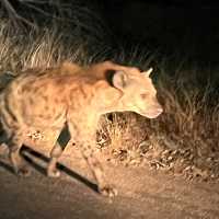 Kruger National Park