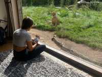 West Midland Safari Park 🇬🇧