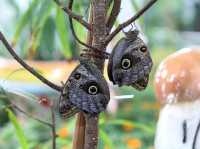 Dubai Butterfly Garden 🗺️
