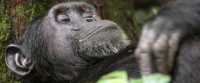 3 days Chimpanzee Tracking Kibale Uganda
