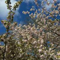 Ever so beautifully blossoming Kew Gardens!