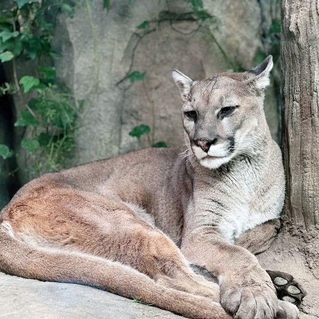 🐨神戶動物王國🦁超近距離接觸可愛動物🦝