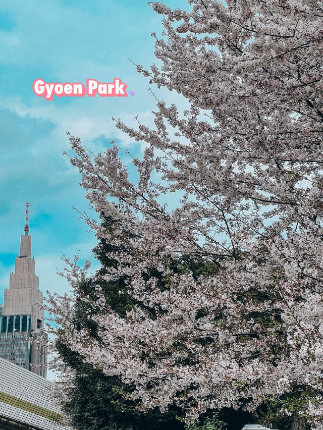 Tokyo: Best Cherry Blossom Photo Locations (Part 1) 🇯🇵