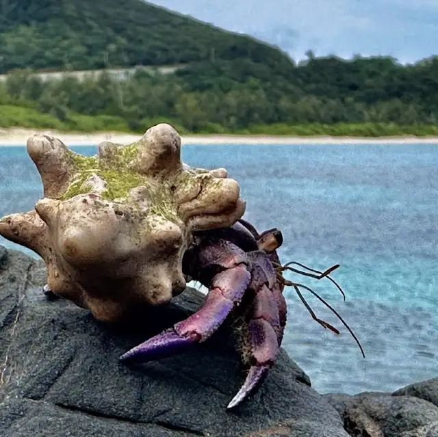 冲繩古座間味海灘