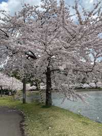 A famous cherry blossom spot that heralds spring in Akita Prefecture