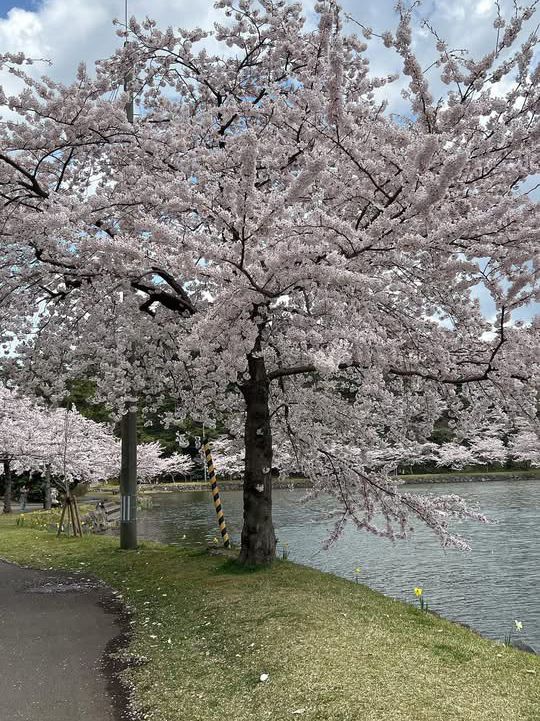 A famous cherry blossom spot that heralds spring in Akita Prefecture