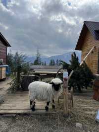 🇵🇱 波蘭札科帕內（Zakopane） 🏞️