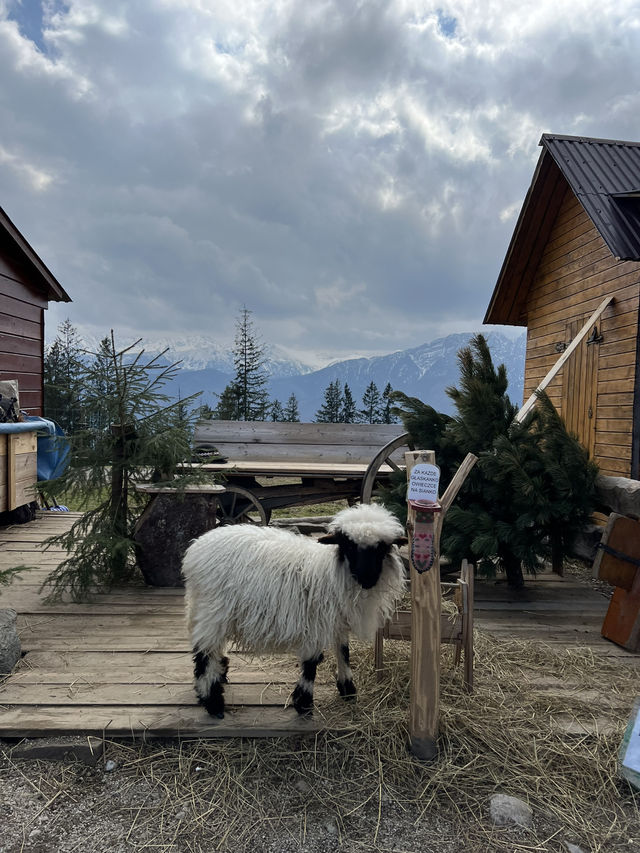 🇵🇱 波蘭札科帕內（Zakopane） 🏞️