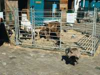 🐐 Hackney City Farm: A Slice of Countryside in the Heart of East London