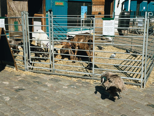 🐐 Hackney City Farm: A Slice of Countryside in the Heart of East London