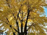 Beautiful Japan in the autumn.