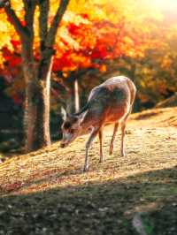 🌸 Nara Park: Where Nature, History & Sacred Deer Meet 🇯🇵✨
