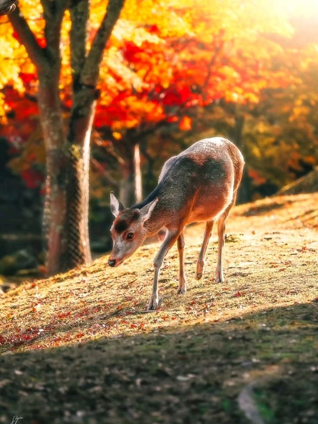 🌸 Nara Park: Where Nature, History & Sacred Deer Meet 🇯🇵✨