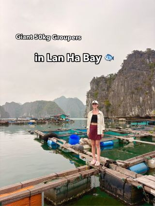 🐟 Lan Ha Bay floating fish farms: massive groupers and local life on the water