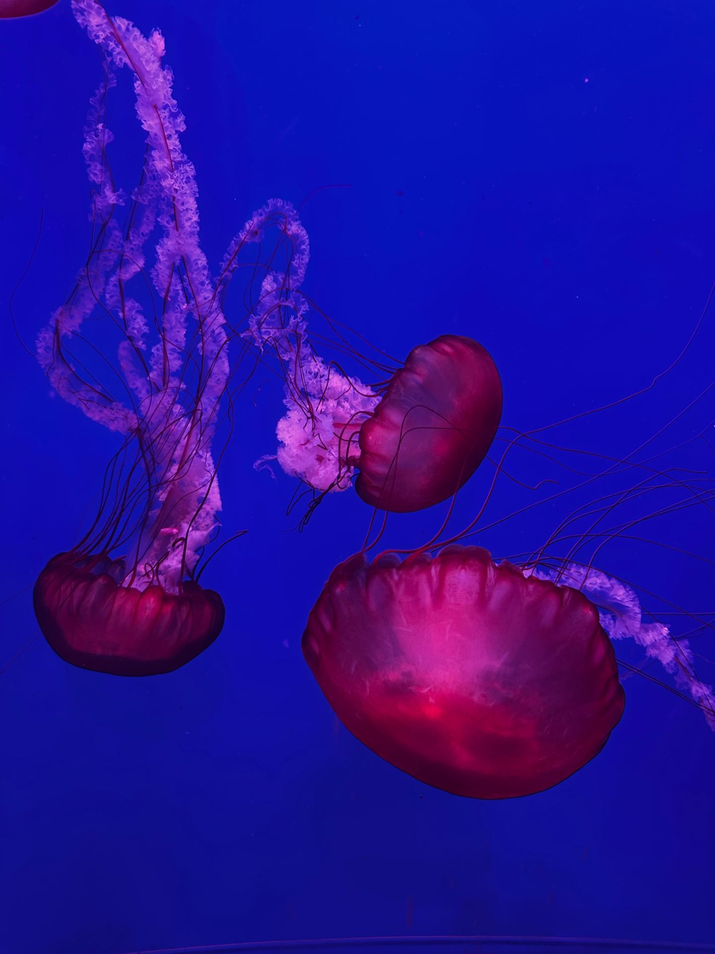 SEA LIFE Ocean World Bangkok Review: A Must-Visit for Families with a Stunning Underwater Tunnel!