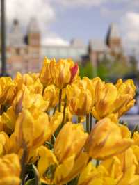 Life always needs a spring reserved for the Netherlands, to see the tulip fields.