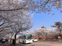 Hanyang University Erica Campus Cherry Blossom Festival, enchanting natural scenery of cherry blossom sea.