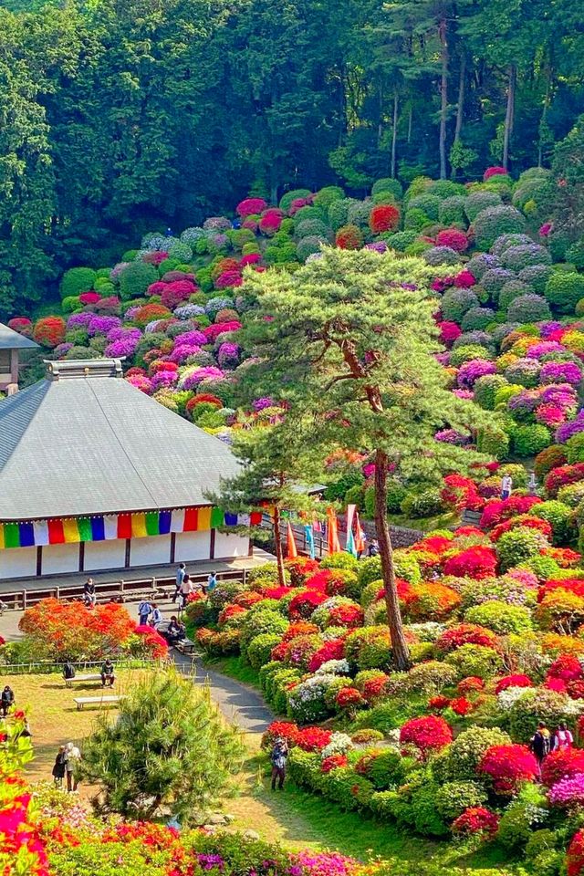 The flowers in Ome City, Tokyo have bloomed. Are you not moved?