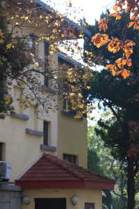 青島八大關異國建築群在色彩斑斕的閃爍下更加奪目迷人