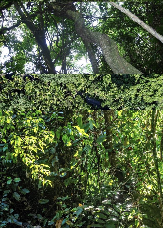 以下是遊覽呀諾達熱帶雨林的攻略
