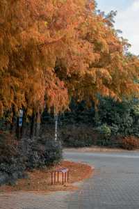 12月的海灣公園太美啦