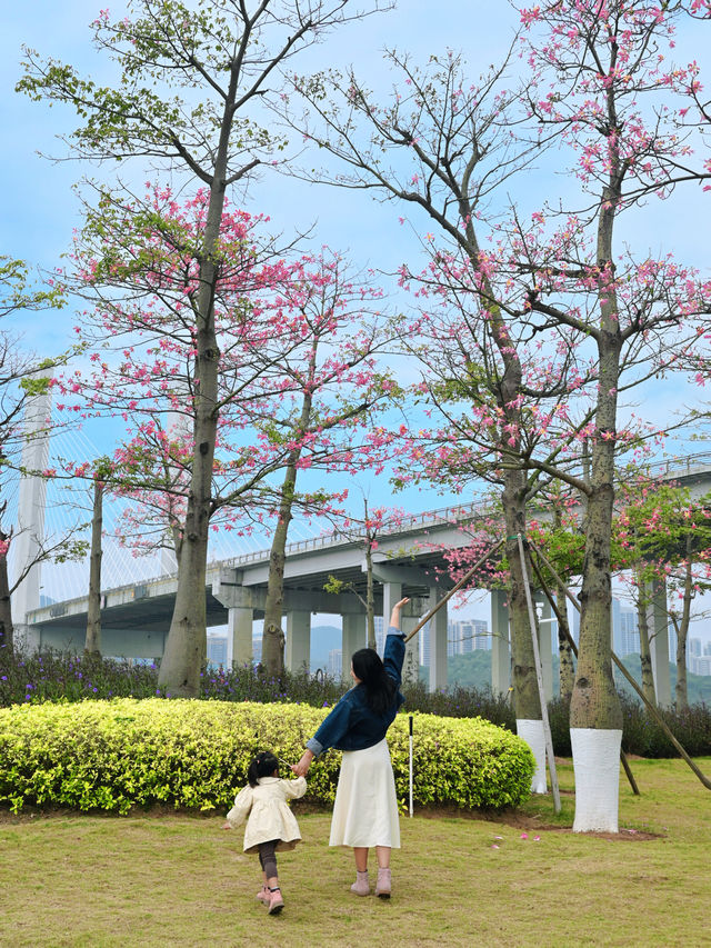 橫琴花海長廊異木棉開花啦！親子野餐好舒服~