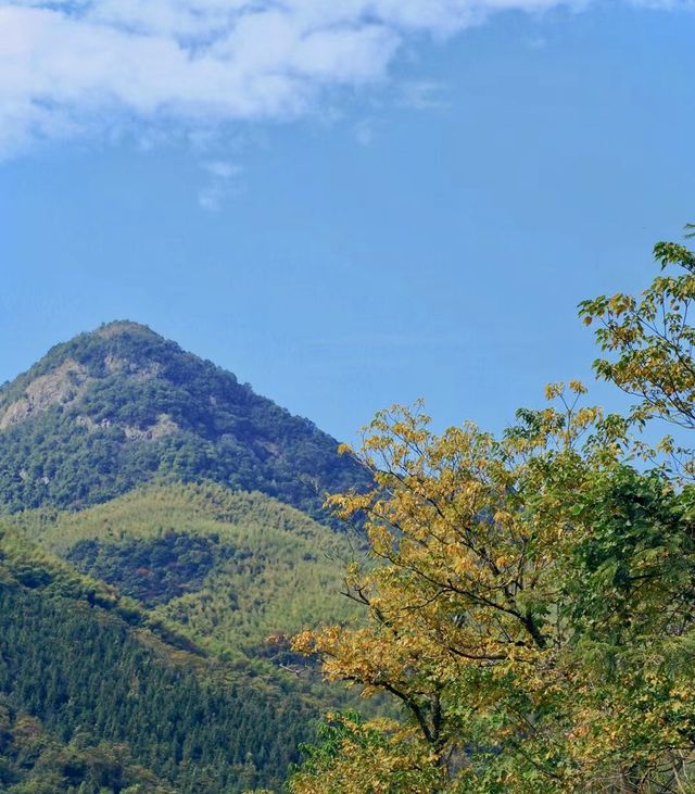 福州茶場山野露營