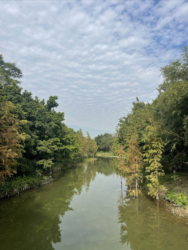 華陽湖水上森林公園