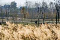 河南 周口沙河灣濕地公園 | 城市生態彈性修復的重要載體