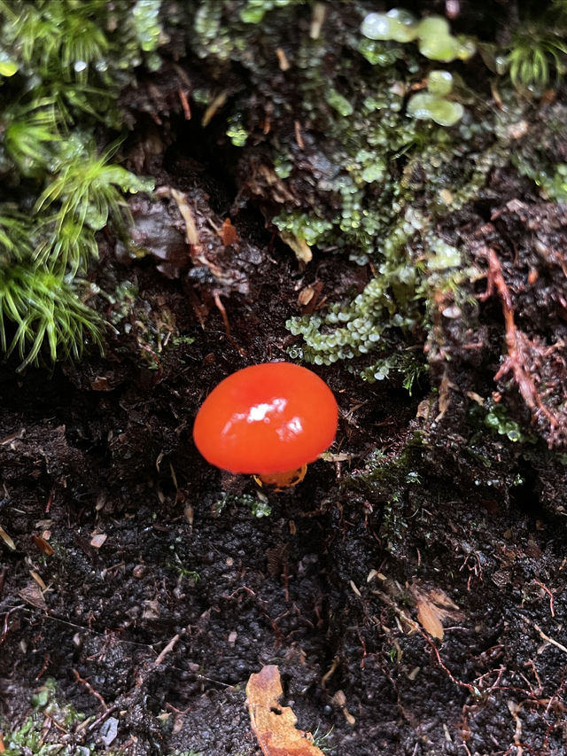 你不懂採蘑菇的快樂！—慕尼黑周邊遊