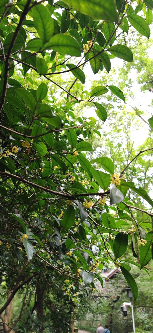 【最憶是杭州】虎跑寺的桂花，別樣清幽…