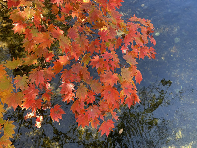 關門山國家森林公園看紅葉