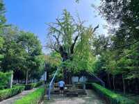 向塔而行,上海的山,上海的斜塔!