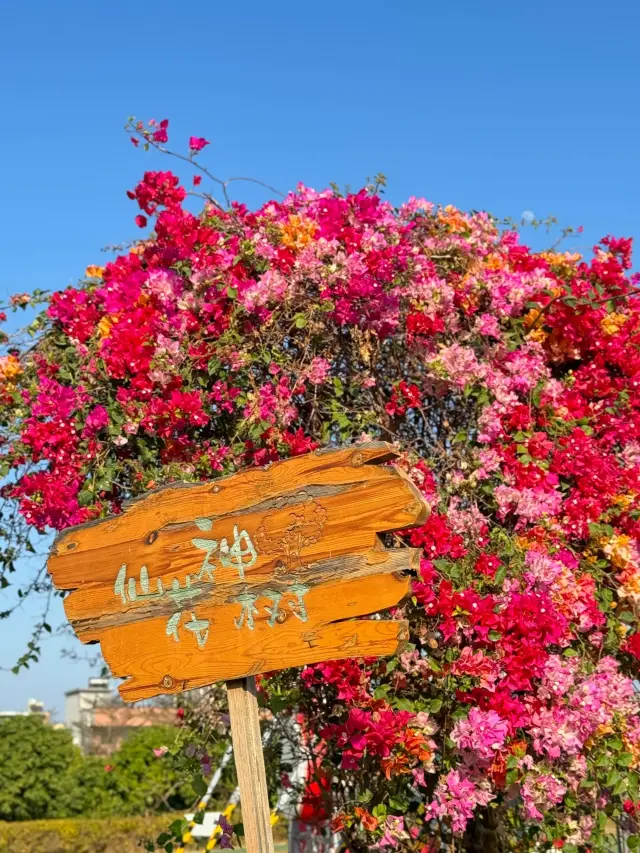 In Huizhou!! Found a super beautiful rose garden