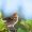 LunaShadowblade_71