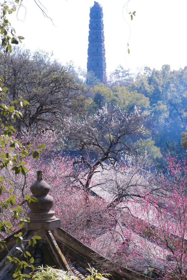 我在江南·國清寺這株隋梅，透著1400年山河無恙的破碎感