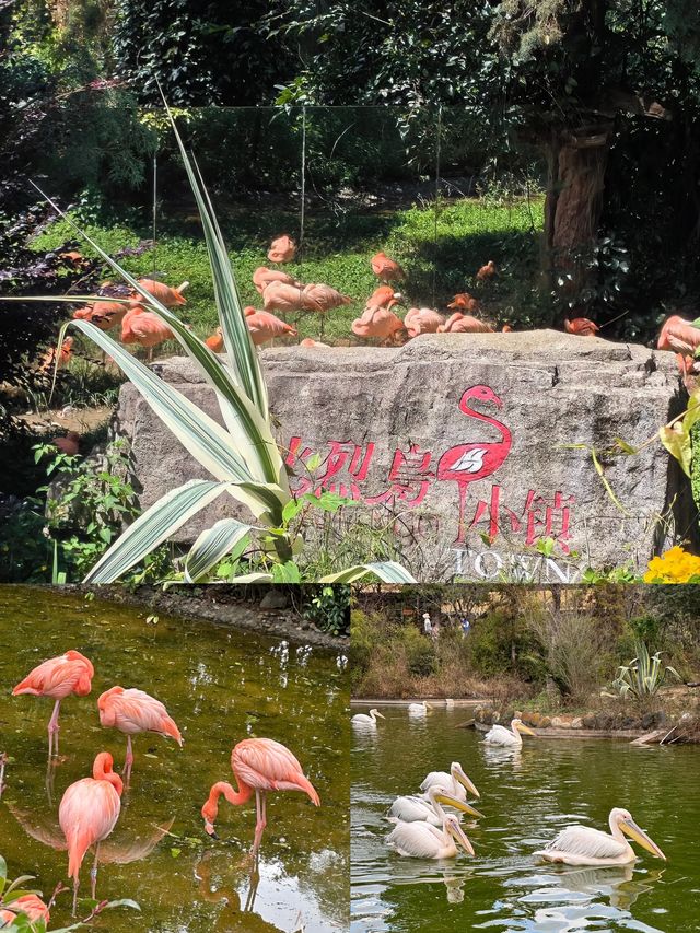 雲南野生動物園真的太離譜了含避坑指南