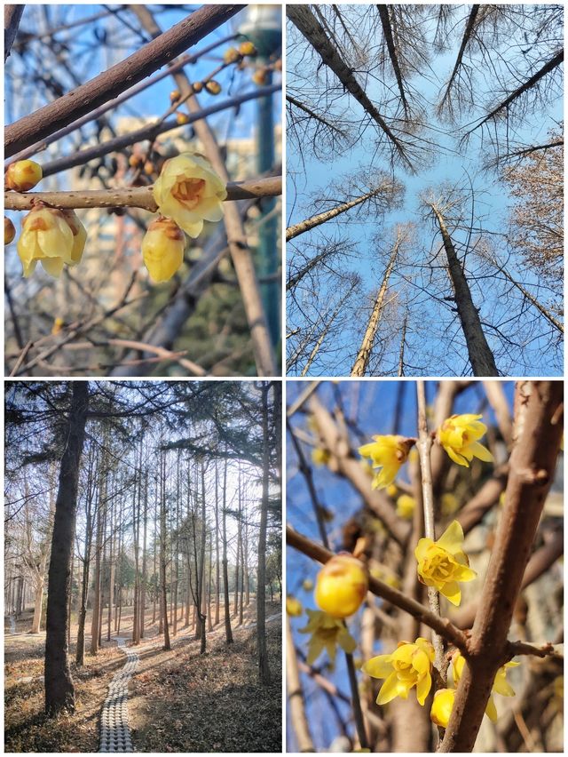 正月裡去看濟南植物園的腊梅