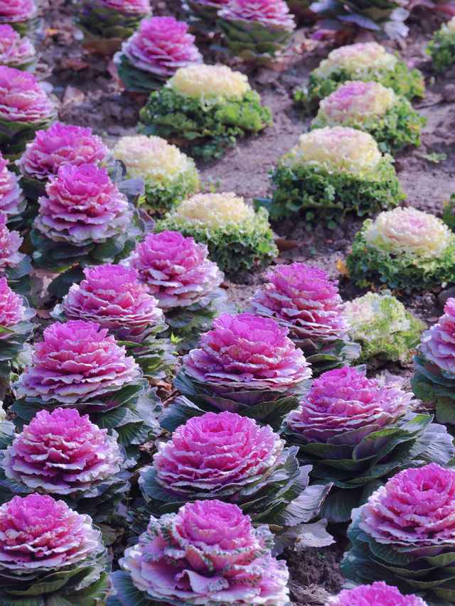 上海的春色，植物園佔一半