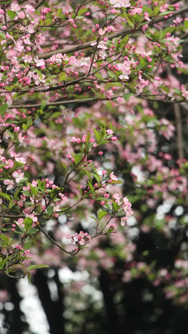 Do you know? The weeping crabapple trees in Hong'en Temple Park are blooming!