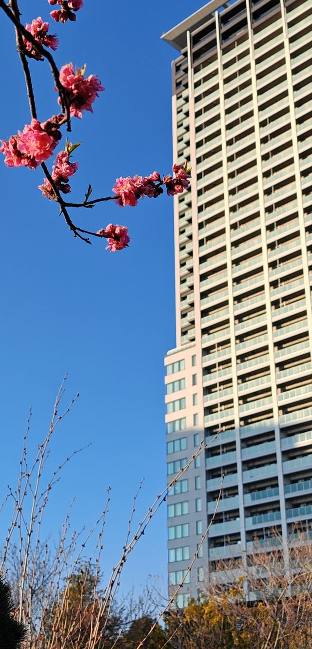 【春日尋芳】東京也有小桃花，寫意入畫天幕上：）