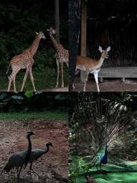 長隆野生動物園攻略來啦