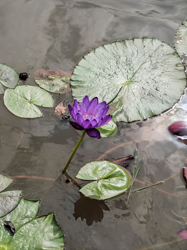 阿佤山探秘27：中科院植物園