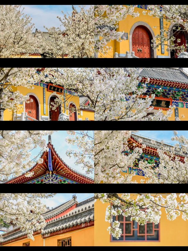 武漢嘴真嚴，這麼美的櫻花古寺不宣傳